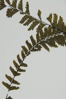 薄葉孔雀鐵角蕨、邊孢鐵角蕨藏品圖，第4張