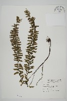 薄葉孔雀鐵角蕨、邊孢鐵角蕨藏品圖，第1張