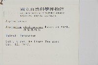 薄葉孔雀鐵角蕨、邊孢鐵角蕨藏品圖，第2張