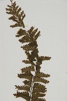 薄葉孔雀鐵角蕨、邊孢鐵角蕨藏品圖，第3張