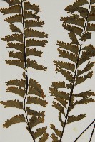 薄葉孔雀鐵角蕨、邊孢鐵角蕨藏品圖，第4張