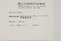 薄葉孔雀鐵角蕨、邊孢鐵角蕨藏品圖，第2張