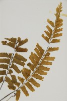 薄葉孔雀鐵角蕨、邊孢鐵角蕨藏品圖，第3張