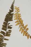 薄葉孔雀鐵角蕨、邊孢鐵角蕨藏品圖，第4張