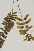 薄葉孔雀鐵角蕨、邊孢鐵角蕨藏品圖，第5張