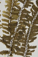 薄葉孔雀鐵角蕨、邊孢鐵角蕨藏品圖，第4張