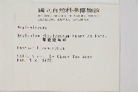 薄葉孔雀鐵角蕨、邊孢鐵角蕨藏品圖，第2張