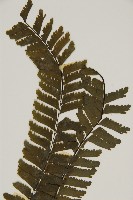 薄葉孔雀鐵角蕨、邊孢鐵角蕨藏品圖，第3張