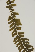 薄葉孔雀鐵角蕨、邊孢鐵角蕨藏品圖，第5張