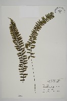 薄葉孔雀鐵角蕨、邊孢鐵角蕨藏品圖，第1張