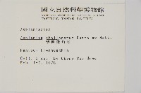 薄葉孔雀鐵角蕨、邊孢鐵角蕨藏品圖，第2張