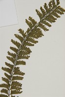 薄葉孔雀鐵角蕨、邊孢鐵角蕨藏品圖，第3張