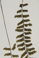 薄葉孔雀鐵角蕨、邊孢鐵角蕨藏品圖，第5張