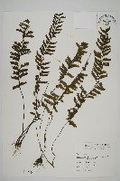 薄葉孔雀鐵角蕨、邊孢鐵角蕨藏品圖，第1張