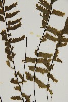 薄葉孔雀鐵角蕨、邊孢鐵角蕨藏品圖，第4張