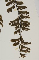 薄葉孔雀鐵角蕨、邊孢鐵角蕨藏品圖，第5張