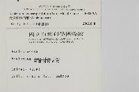 大黑柄鐵角蕨、黃鱗鐵角蕨、大羽鐵角蕨藏品圖，第2張
