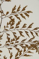 大黑柄鐵角蕨、黃鱗鐵角蕨、大羽鐵角蕨藏品圖，第3張