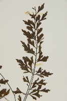 大黑柄鐵角蕨、黃鱗鐵角蕨、大羽鐵角蕨藏品圖，第3張