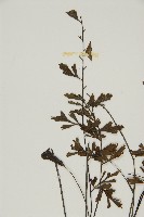 大黑柄鐵角蕨、黃鱗鐵角蕨、大羽鐵角蕨藏品圖，第4張