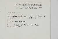 劍葉鐵角蕨、箭葉鐵角蕨藏品圖，第2張