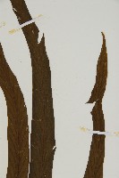 劍葉鐵角蕨、箭葉鐵角蕨藏品圖，第3張