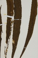 劍葉鐵角蕨、箭葉鐵角蕨藏品圖，第4張