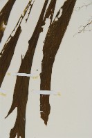 劍葉鐵角蕨、箭葉鐵角蕨藏品圖，第5張