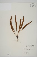 劍葉鐵角蕨、箭葉鐵角蕨藏品圖，第1張