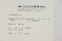 劍葉鐵角蕨、箭葉鐵角蕨藏品圖，第2張