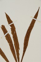 劍葉鐵角蕨、箭葉鐵角蕨藏品圖，第3張