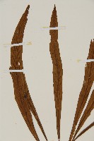 劍葉鐵角蕨、箭葉鐵角蕨藏品圖，第4張