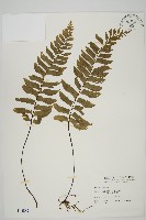 剪葉鐵角蕨藏品圖，第1張