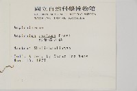 剪葉鐵角蕨藏品圖，第2張