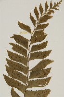 剪葉鐵角蕨藏品圖，第3張