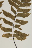 剪葉鐵角蕨藏品圖，第4張