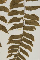 剪葉鐵角蕨藏品圖，第5張