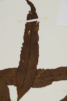 南海鐵角蕨藏品圖，第4張