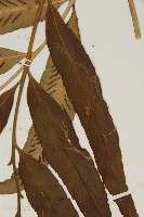 南海鐵角蕨藏品圖，第5張