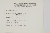 剪葉鐵角蕨藏品圖，第2張