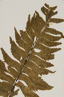 剪葉鐵角蕨藏品圖，第3張