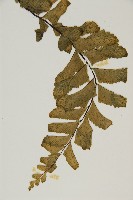 剪葉鐵角蕨藏品圖，第4張