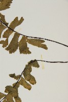 剪葉鐵角蕨藏品圖，第5張