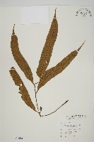 南海鐵角蕨藏品圖，第1張