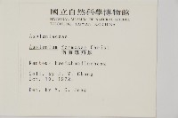 南海鐵角蕨藏品圖，第2張