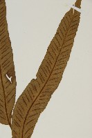 南海鐵角蕨藏品圖，第3張