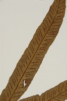 南海鐵角蕨藏品圖，第4張