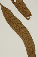 南海鐵角蕨藏品圖，第5張