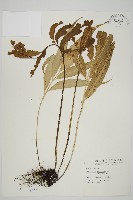 南海鐵角蕨藏品圖，第1張