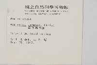 南海鐵角蕨藏品圖，第2張